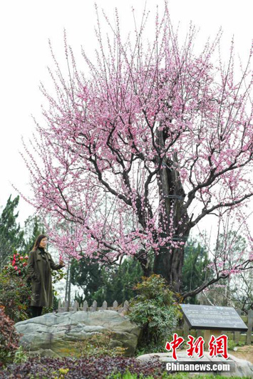 У озера Дунху в городе Ухань зацвело 800-летнее сливовое дерево