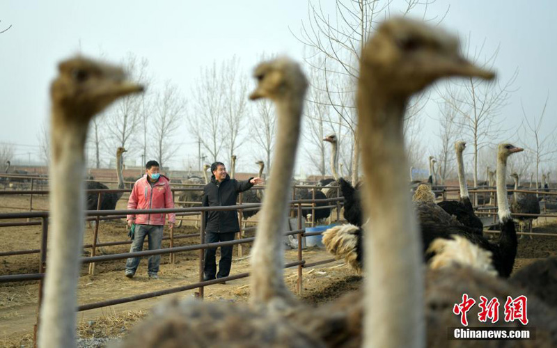 Разведение страусов увеличивает доходы фермеров