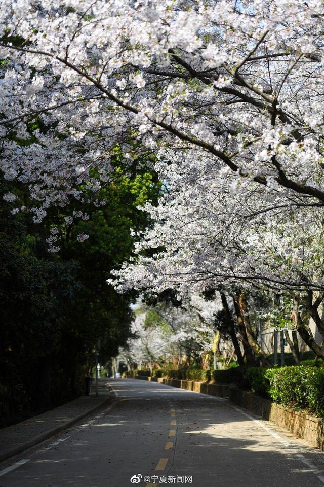 Медики и туристы наслаждаются цветением сакуры в Ухани