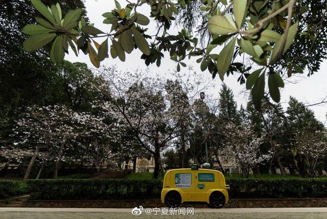 Медики и туристы наслаждаются цветением сакуры в Ухани