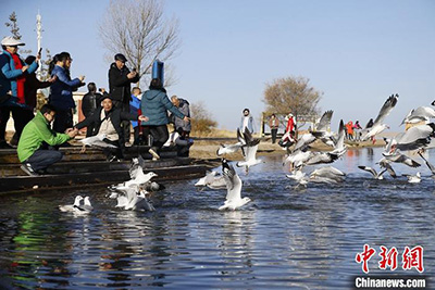 В районе крупнейшего соленого озера Китая обитают более 400 тыс. особей водоплавающих птиц