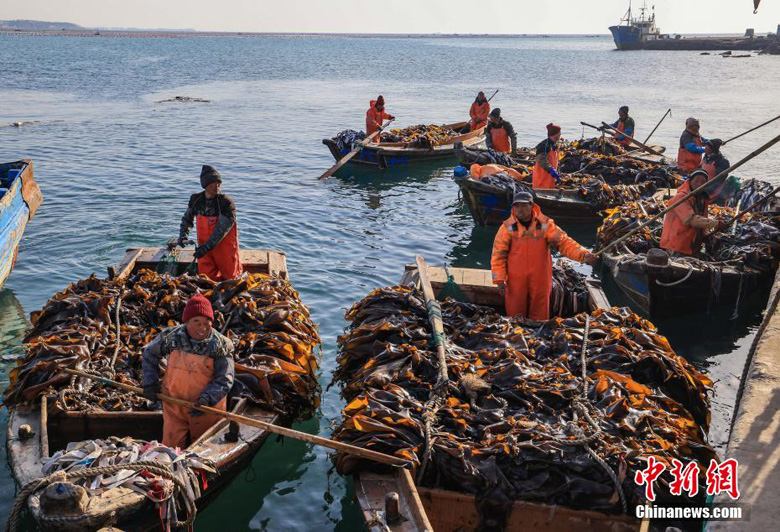 Сбор морской капусты в Жунчэне на востоке Китая