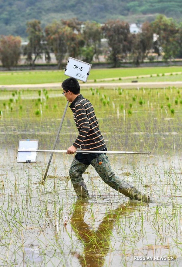Проросшие семена китайского "космического риса" высажены на экспериментальном поле