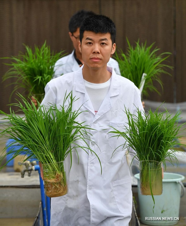 Проросшие семена китайского "космического риса" высажены на экспериментальном поле