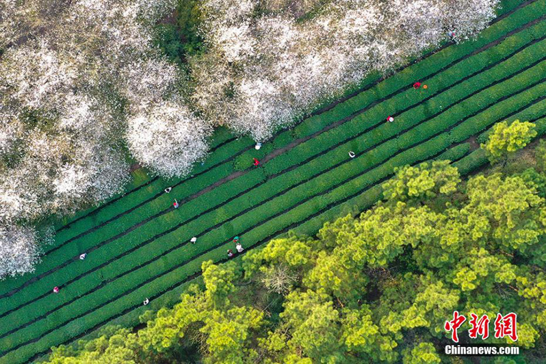 Весна пришла в китайскую деревню Синьхэ