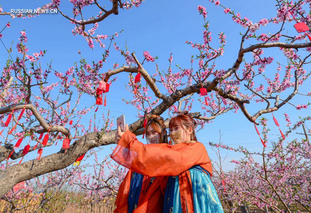 Любование цветущими персиками в волости Наньбао