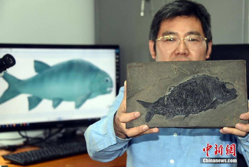 Китайские ученые обнаружили окаменелости рыбы, существовавшей около 244 млн. лет назад