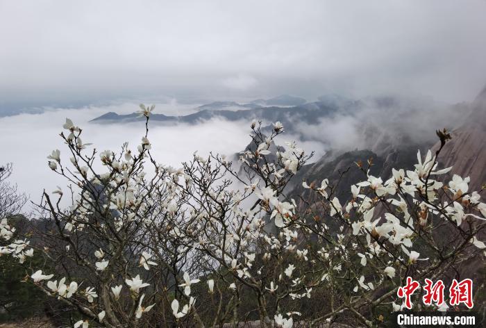 Цветение магнолий на вершине гор Хуаншань