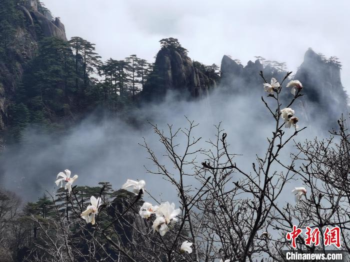 Цветение магнолий на вершине гор Хуаншань