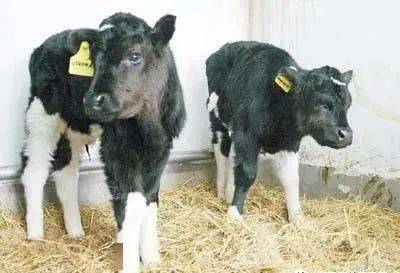 На фото: в 2002 г. первые в Китае клонированные коровы родились в уезде Цао