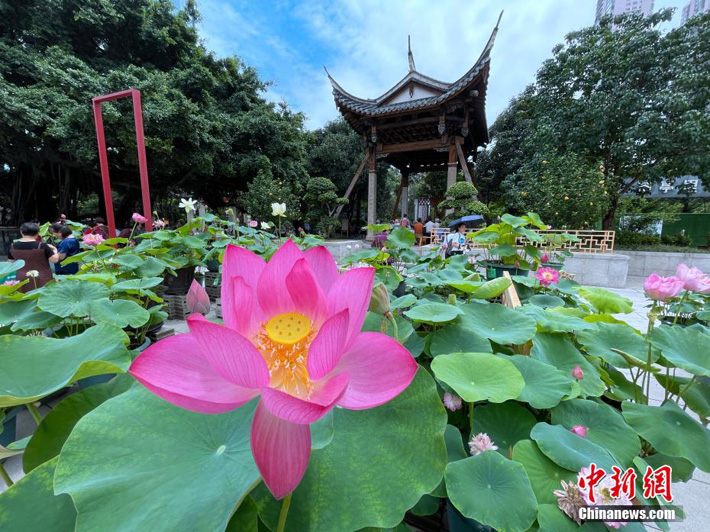 В парках города Фучжоу зацветают лотосы
