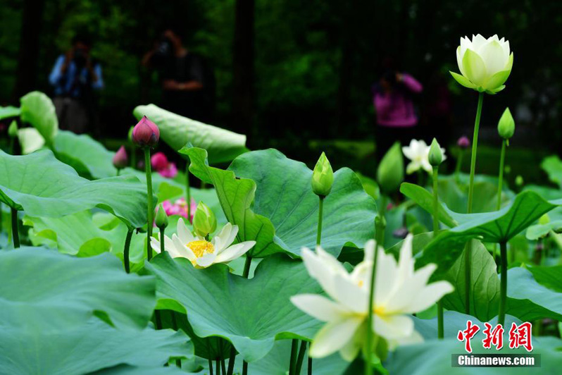 В парках города Фучжоу зацветают лотосы