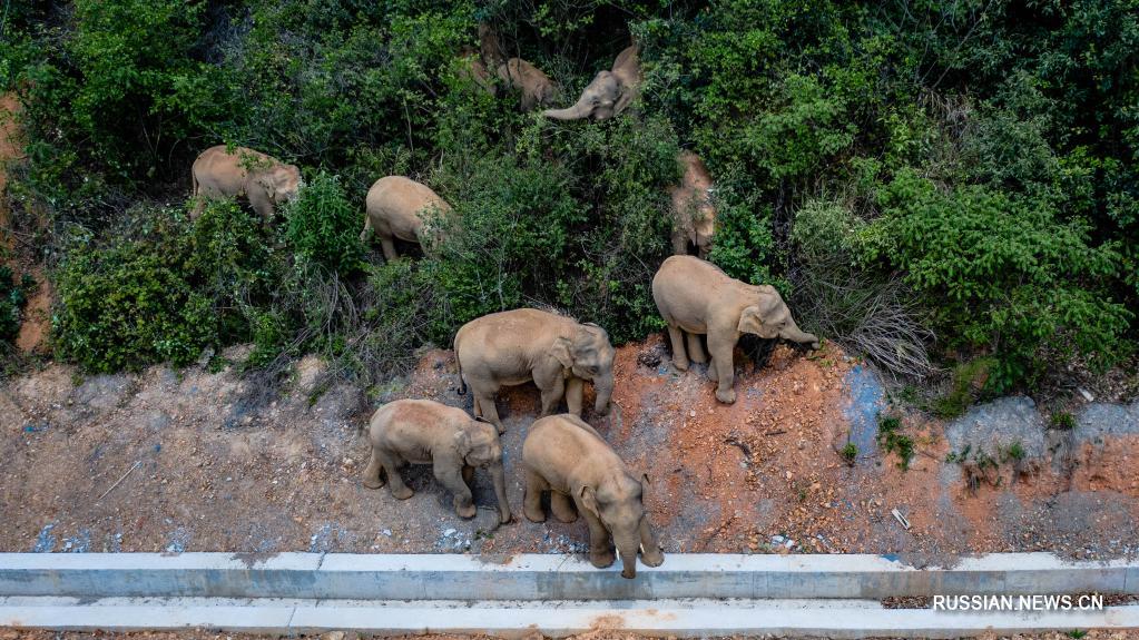 15 диких слонов приближаются к административному центру провинции Юньнань