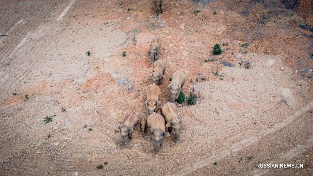 15 диких слонов приближаются к административному центру провинции Юньнань