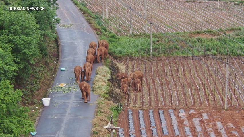 Стадо слонов по-прежнему находится в окрестностях города Куньмин