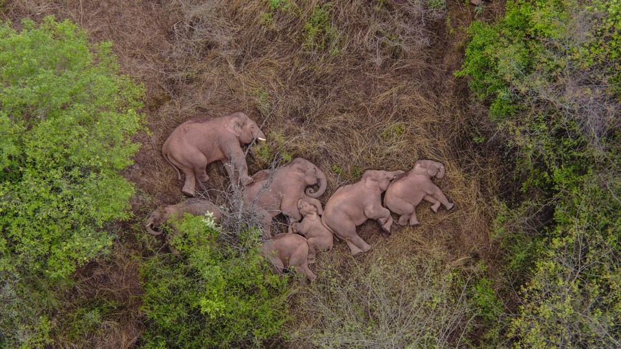 Мигрирующее стадо диких азиатских слонов продвинулось дальше по территории пров. Юньнань в западном направлении