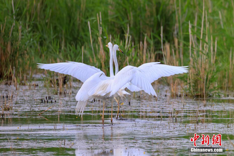 Цапли облюбовали озеро Баграшкёль в Синьцзяне