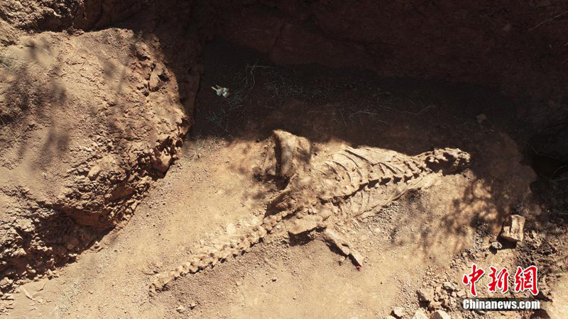 В Китае найден хорошо сохранившийся скелет динозавра Юрского периода