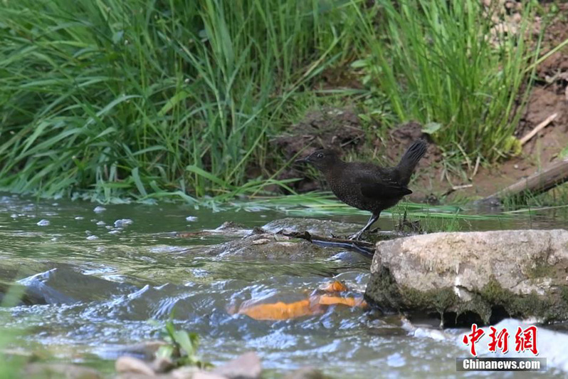 Национальный  парк водно-болотных угодий Цзинвэй — «птичий рай» провинции Шаньси