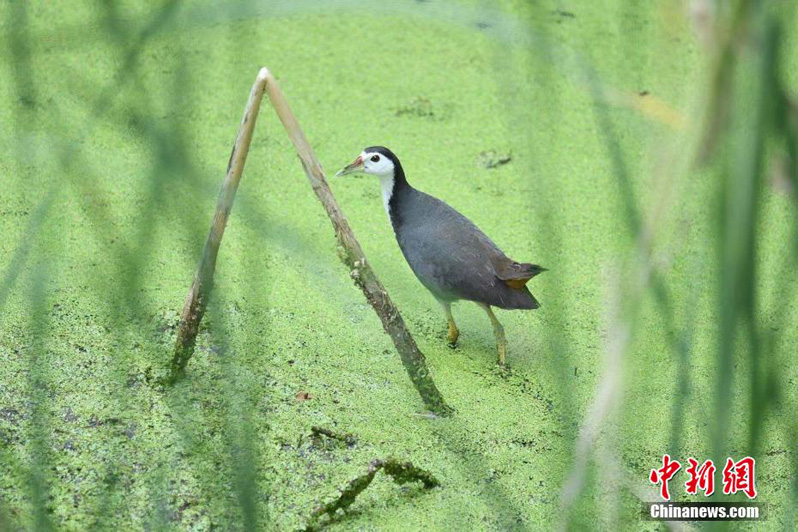 Национальный  парк водно-болотных угодий Цзинвэй — «птичий рай» провинции Шаньси