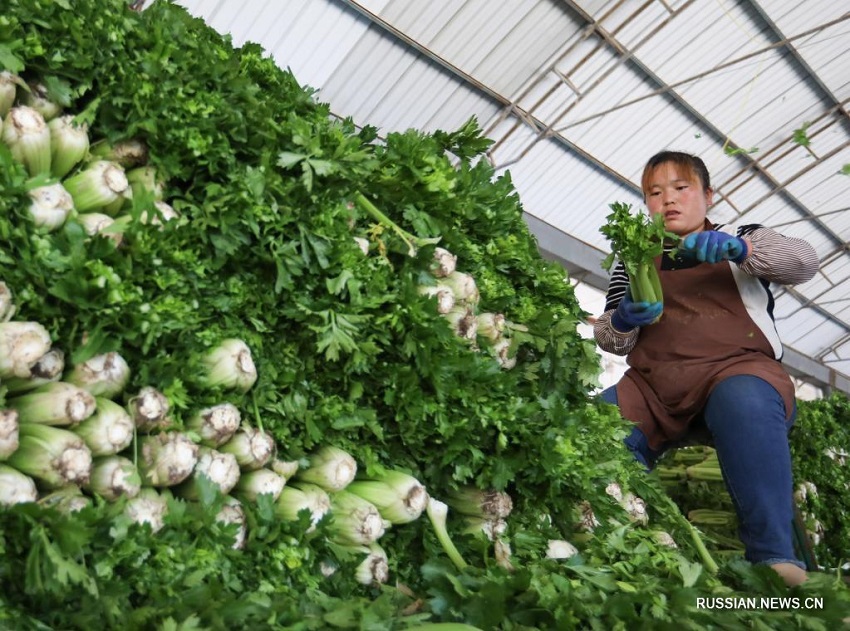На северо-западе Китая хорошо растут высокогорные летние овощи