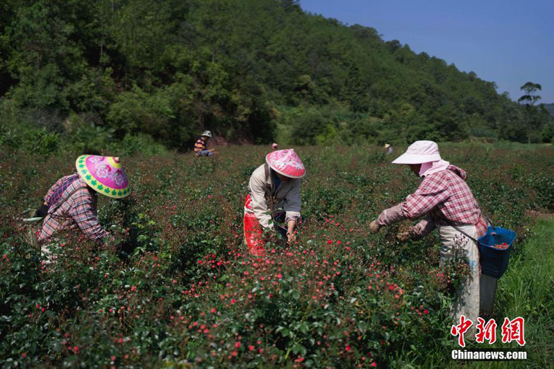 Выращивание роз приносит благосостояние фермерам из провинции Юньнань