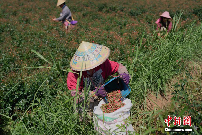 Выращивание роз приносит благосостояние фермерам из провинции Юньнань