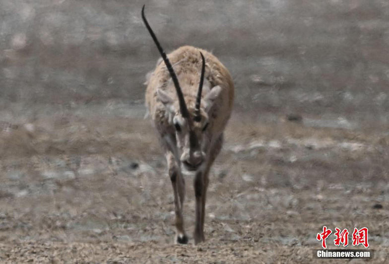 Дикие животные все чаще появляются в горном заповеднике Алтынтаг