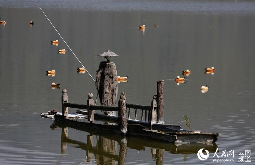 В городе Тэнчун провинции Юньнань проживает 67 видов водоплавающих птиц