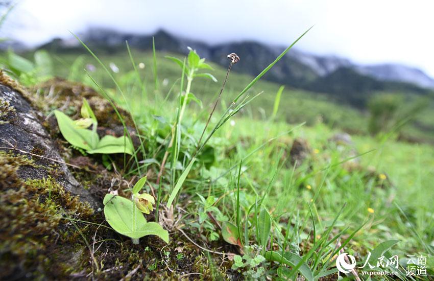 Спустя 25 лет в Юньнани вновь обнаружили редкий вид орхидеи