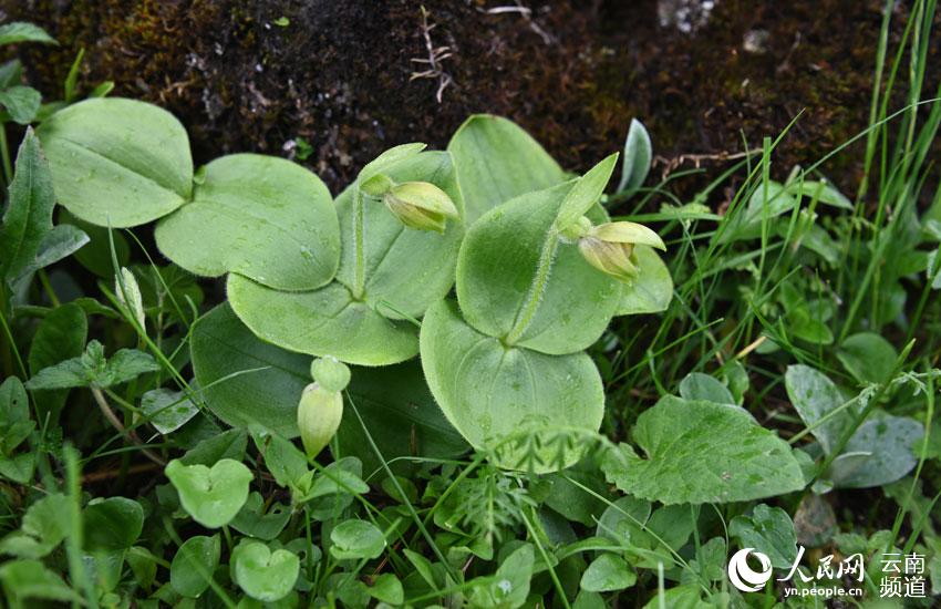 Спустя 25 лет в Юньнани вновь обнаружили редкий вид орхидеи