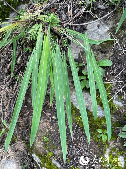 Около 300 растений дикого Spodiopogon sagittifolius были обнаружены в уезде Имынь провинции Юньнань