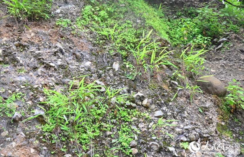 Около 300 растений дикого Spodiopogon sagittifolius были обнаружены в уезде Имынь провинции Юньнань