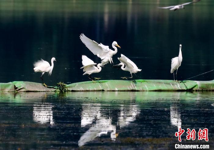 Парк Шаху в Ухане стал местом обитания водоплавающих птиц