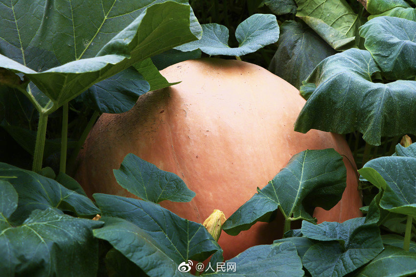 Гигантскую тыкву весом 100 кг вырастили в городе Чэнду провинции Сычуань