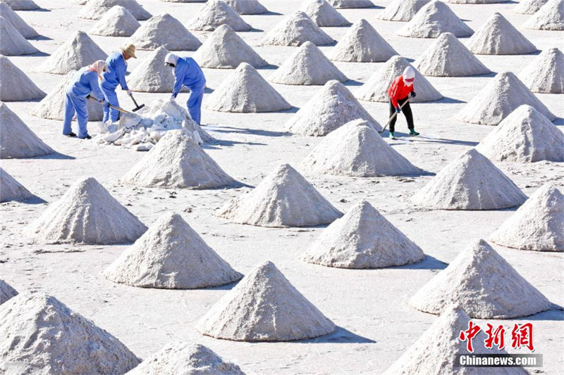 Осенний сбор соли на северо-западе Китая
