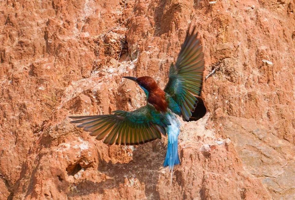 «Самая красивая птица Китая» строит здесь свои гнезда!