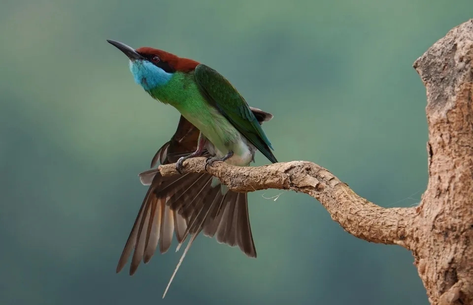 «Самая красивая птица Китая» строит здесь свои гнезда!