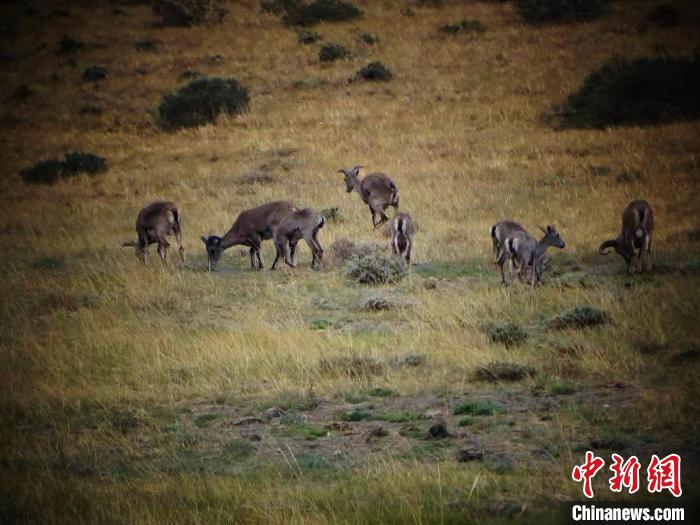 Жители Внутренней Монголии принимают активное участие в защите диких животных