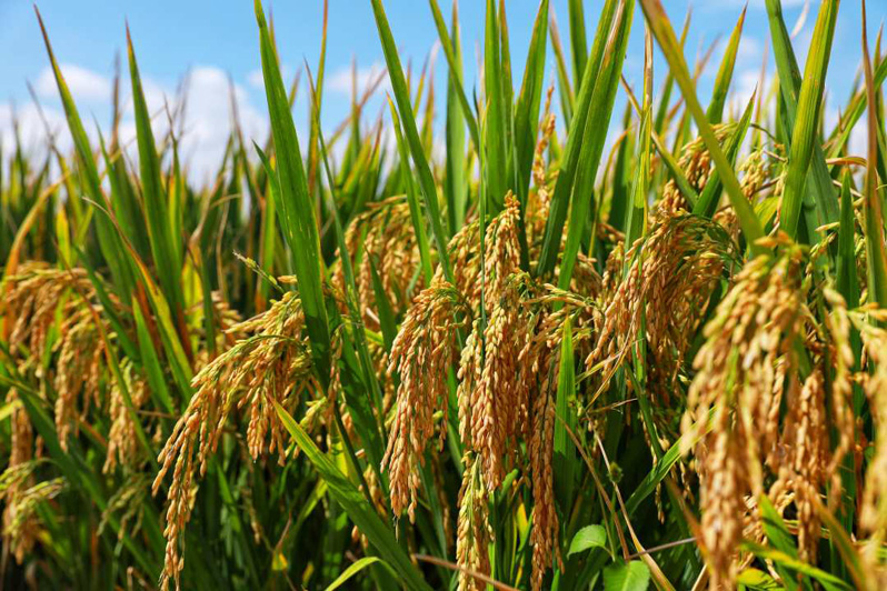 Урожайность с каждого му базы гибридного риса в китайской провинции Юньнань на протяжении четырех лет превышает 1100 кг 