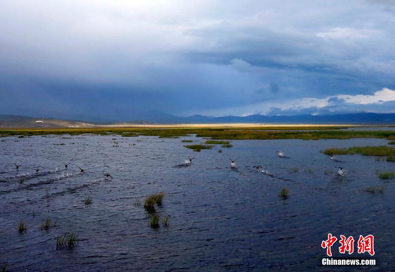 Озеро Хуаху — птичий рай на Юго-Западе Китая