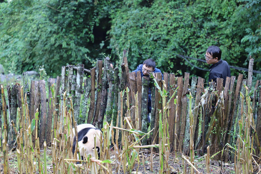 Возраст дикой большой панды, попавшей на кукурузное поле в провинции Сычуань, превышает 18 лет 