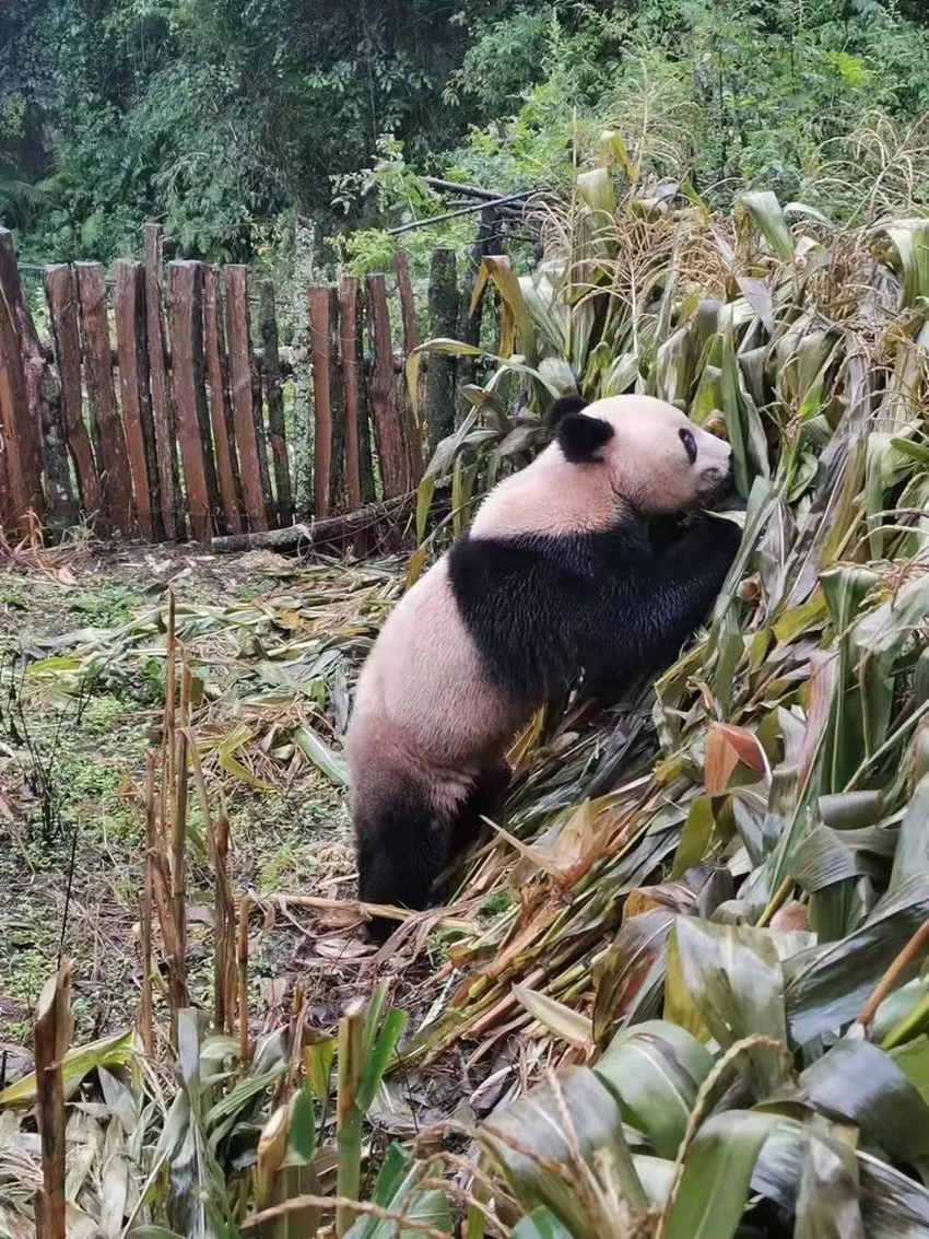 Возраст дикой большой панды, попавшей на кукурузное поле в провинции Сычуань, превышает 18 лет 