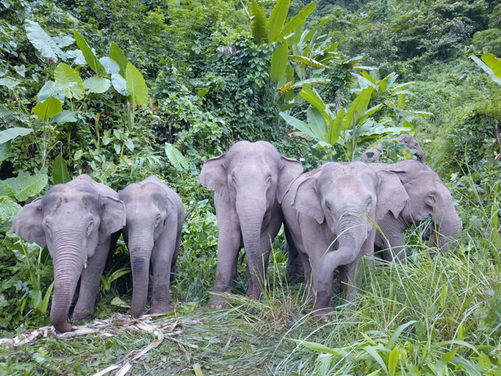 На юго-западе Китая откроется «столовая» для азиатских слонов