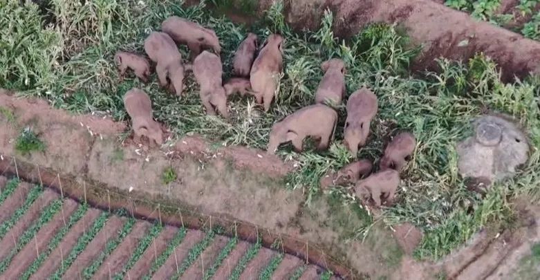 Мигрирующее стадо диких азиатских слонов в провинции Юньнань вернулось в место обитания 