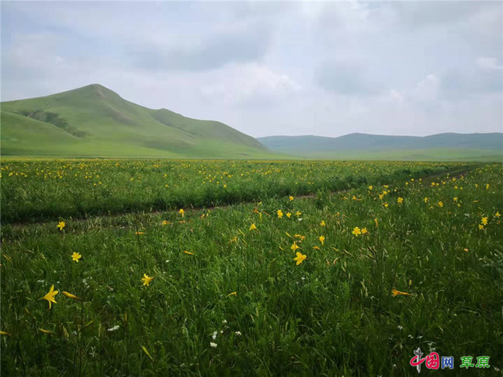 На севере Китая оживился горный луг после тщательной обработки и защиты