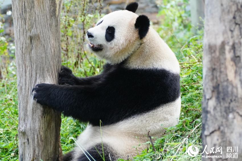 В Китайском центре по защите и исследованию больших панд родилось 24 детеныша панды