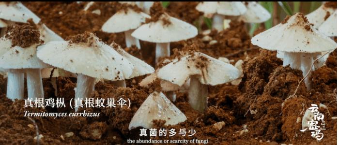 Юньнань — царство дикорастущих грибов