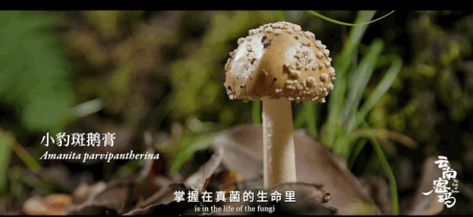 Юньнань — царство дикорастущих грибов