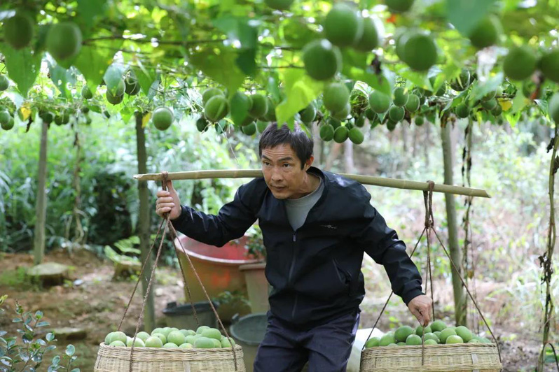 Выращивание архата увеличивает доходы фермеров Гуанси